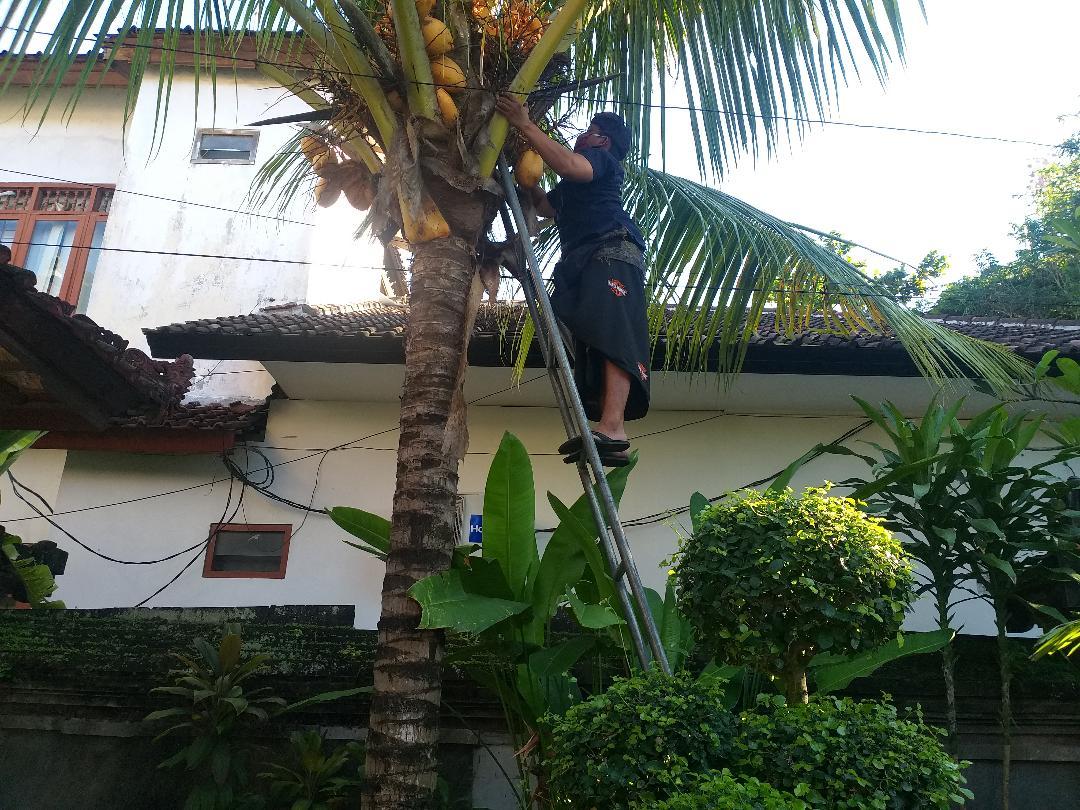 Giat Bersih Pohon di Lingkungan Kerja